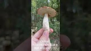 Гарний гриб краснючок, підосичник знайдений в лісі, йде до мого кошика!#shorts