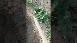 палака дари берамиз