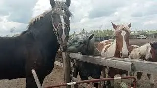 Кобыла Ириска загуляла