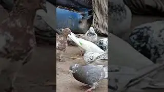 indian kabotar ❤❤  