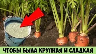 Сделайте так с МОРКОВЬЮ и сможете собрать очень КРУПНЫЙ и СЛАДКИЙ урожай раньше срока
