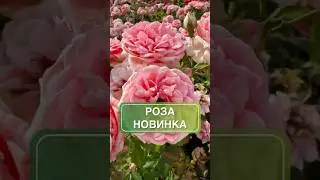 Роза флорибунда Кимоно — воплощение элегантности в вашем саду!