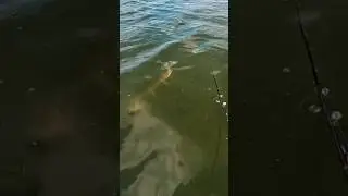 Brother was sniffing it 😂 #fishing #musky #fish #clearwater