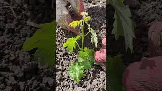 Срезаем первый урожай