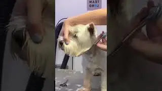 Westie head - jaw line trim 