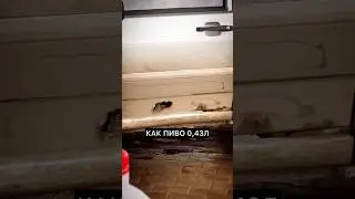 ВАЗ КАК ПИВО🍺     #авто #автомобили #смешно #юмор #видео #приколы #прикол #смешное #auto #ваз #тазы
