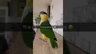 This bird is just doing his happy dance #birds #shorts #youtube #youtubeshorts #shorts #funny