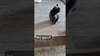 Кот Оскар и Робот-пылесос) #cat #кот #оскар