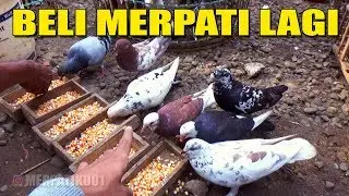 KOLEKSI MERPATI BARU BOSKU 