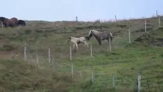 Seifur og hryssurnar