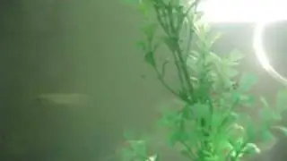 Common Goldfishes