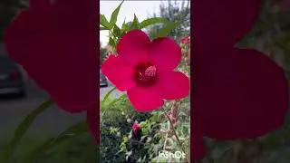 Шикарная СИРИЙСКАЯ РОЗА.