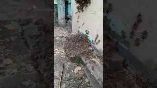 ВЫХОД РОЯ...
