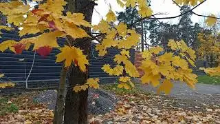 Лисий Нос осень Последнее тангО