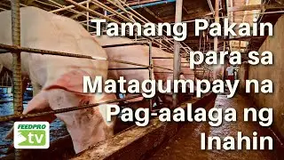 Tamang Pakain para sa Matagumpay na Pag-aalaga ng Inahin