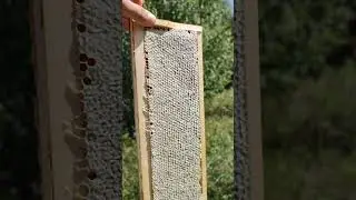 сотовый мëд