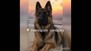 5 пород собак для охраны 
