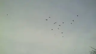 24 11 22г Двухчубые СА