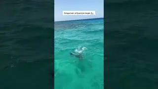 👆 Снорклинг в Красном море: берите маску и ласты ☺️