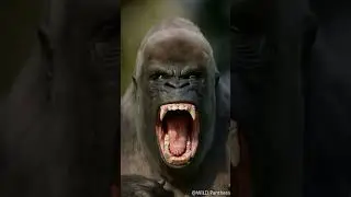 10 Animals That Could Defeat A Gorilla 