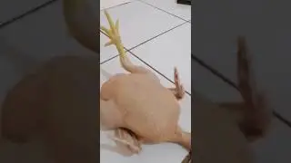 Como limpiar y destripar un pollo