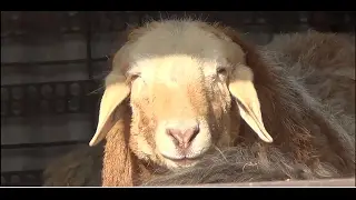 Курдючные и Романовские породы овец. #1