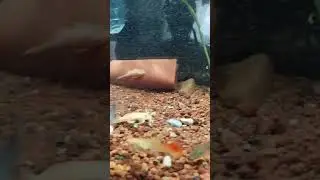 Yeni Bitkili Akvaryum Ve Yeni Balıklar