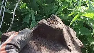 Клондайк в крапиве!