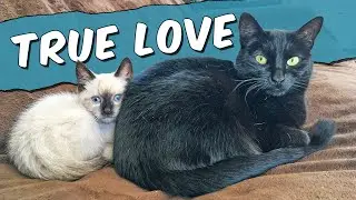 What Happens When a Siamese Cat Finds True Love?
