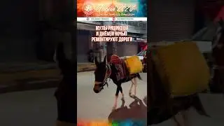 ГИМАЛАЙСКИЕ ОСЛЫ 