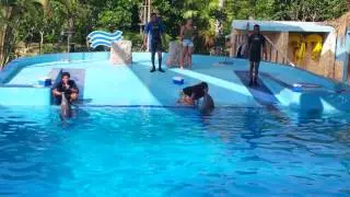 Manatí Park, show de los delfines