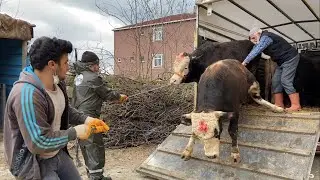 OUR QURBANS ARRIVED /QURBAN ANIMAL UNLOADING 2021