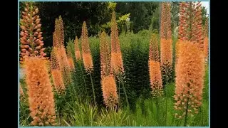 #Эремурус #Eremurus #Эукомис #Eucomis Garden flowers230 Декоративные растения