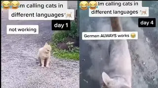 Calling Cats In Different Languages | German Always Works | This Cat is Russian | Funny Videos