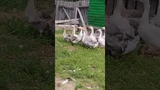 ПРОДАЮ ВСЕХ, КРОМЕ ЗЕЛЕНОГО И ЕГО ГУСЫНИ