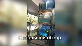 дискусы, малыши и их родители.