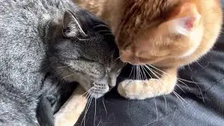 Blixem, Bruce and Sisi: best friends forever
