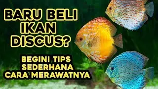 TIPS CARA MERAWAT IKAN DISCUS BAGI PEMULA || IKAN DISCUS DI AQUASCAPE