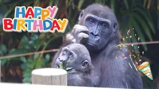 🎂Happy 7th Birthday, Riki the Gorilla Boy 🦍🎊🎉 A Kind Brother to Baby Sumomo