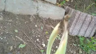 wunder der Natur , Lauchzwiebeln
