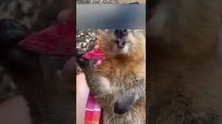 A man found a small hyrax in his garage and took it into his home.