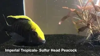 Bucks County Aquarium Society Nonprofit Raffle/ Imperial Tropicals