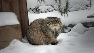 Наши любимые манулы Зеленогорск, Эмма и мама Мия.