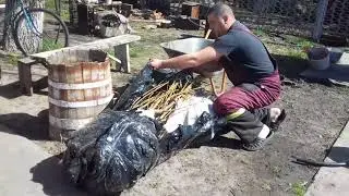 Саженцы    персика  от   Николая  Манько   