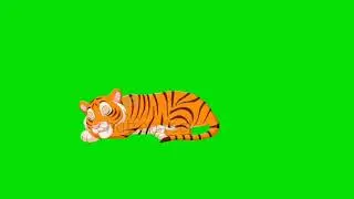 tiger sitting... walking... sleeping... no copy right (free) ... green screen video...