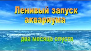 Ленивый запуск аквариума два месяца спустя