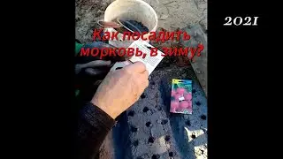 Как посадить морковь в зиму?