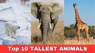 TOP 10 Tallest Animals in The World – KIDS TV