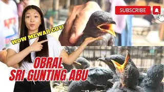 OBRAL SRI GUNTING ABU ! STOCK TERBATAS !#kicaumania #kicau #burung #burungkicau #masteran #fyp #vlog
