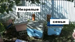 Незрелые пчелиные семьи